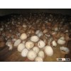 white copra