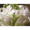 Tuberose Concrete