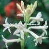 Natural Tuberose Absolute
