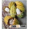 Grade A Raw Dried Cacoa Beans for sale