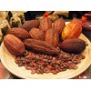 Cacao Beans