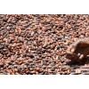SELL COCOA BEANS TOP GRADE