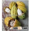 Raw Dried Cacoa Beans