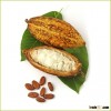 Hot New Products For 2016 Raw Organic Cocoa Beans