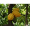 Organically Grown and Fermented Cocoa Beans