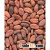 Cocoa beans