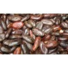 Criollo cocoa bean
