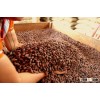 CACAO BEANS