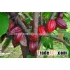 cocoa beans wholesales 2015