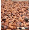 Top Quality Cocoa Beans and Cocoa Powder