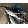 auxis thazard bonito fish