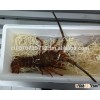 Juan Fernandez rock lobster - LIVE