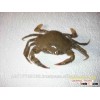 Live Mud Crab
