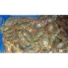Mud Crab Live