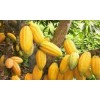 Very good cocoa beans forestaro from Ivory Coast
