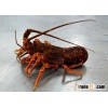 Southern Rock Lobster Live