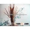 LIVE CRAYFISH - SPINY LOBSTER WHOLE ROUND GOOD QUALITY