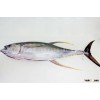 FRESH CHILLED TUNA