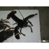 canadian lobster