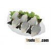 BLACK TIGER SHRIMP, VANNAMEI, BABY CUTTLEFISH AND BABY OCTOPUS