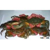 Live Mud Crabs