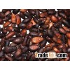 Roasted Trinitario Cocoa Beans