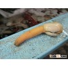 pacific geoduck
