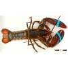 Live Canadian Lobsters (Homarus americanus)