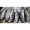 TUNA FISH WHOLE ROUND