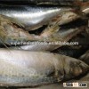 Frozen Whole Round Pacific Mackerel Trachurus Japonicus