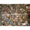 Raw Cashew Nuts