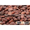High Grade Dried Raw Cocoa Beans for Sale