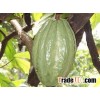 COCOA BEANS PLANT