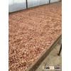 Cacao Beans