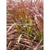 Lemon Grass Oil