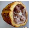 CACAO BEANS