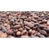 Cocoa Bean for instamt shipment