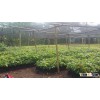 Cacao Seedlings