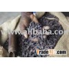 cocoa bean
