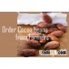 Cocoa beans direct export from Farmers