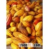 cacao beans