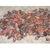 Cocoa Seed