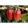 cocoa bean