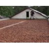 cocoa beans