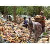 Cocoa beans