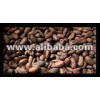 Cacao beans