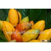 PREMIUM SELECT QUALITY COCOA BEANS