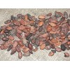 cocoa bean