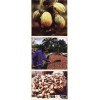 Cocoa Beans, Coffee Beans,
