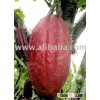 COCOA BEANS